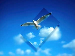 seagull, 3D
