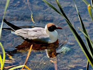 Floating, water, grass, seagull