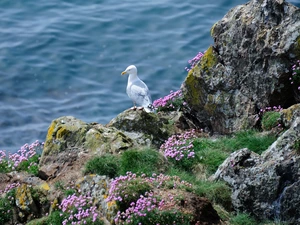 Rocks, sea, Bird, seagull, Flowers, grass