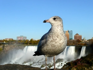 seagull, waterfall, panorama
