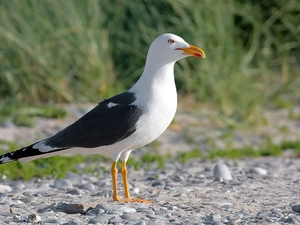 Seagull yellowleg, pebbles