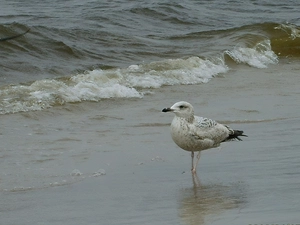 seagull, sea