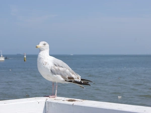 seagull, sea