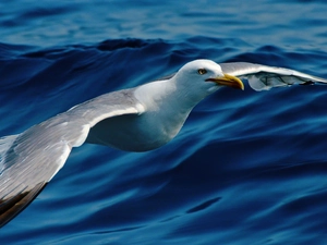 seagull, sea