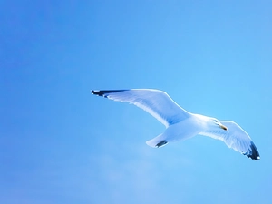 seagull, Sky