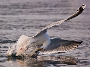 seagull, fish, water