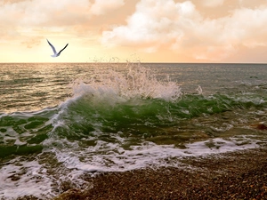 seagull, sea, Waves