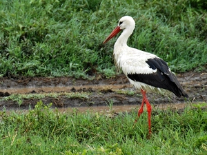 Park, Serengeti, stork, national, Meadow