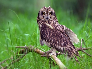 owl, branch, grass, Short-eared Owl
