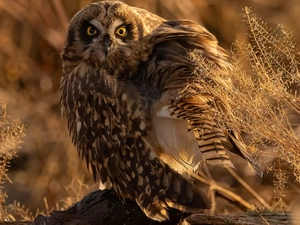 owl, Twigs, Plants, Short-eared Owl