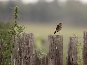 singer, birds, Turdidae
