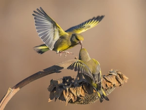 Two cars, Eurasian Siskin, Sunflower, birds