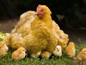 sitter, Chickens