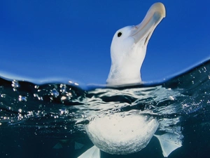 blue, water, albatross, Sky