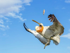 Sky, pelican, flight