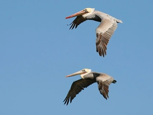 Sky, pelicans, flight