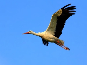 Sky, stork, flight