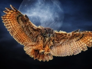 Locie, eagle-owl, Sky, graphics, moon, ##