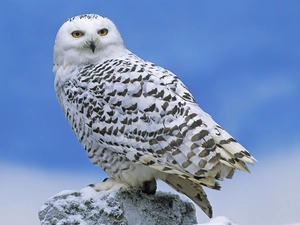 Sky, owl, snow