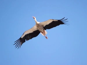 stork, azure, flight, Sky
