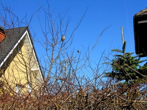 viewes, Houses, Blue, Sky, sparrow, trees