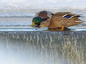 slope, ducks, water
