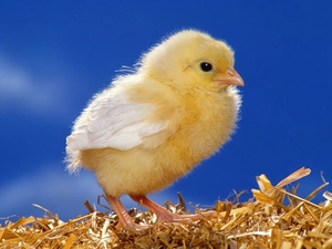 small, chicken