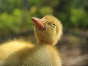 small, Ducky