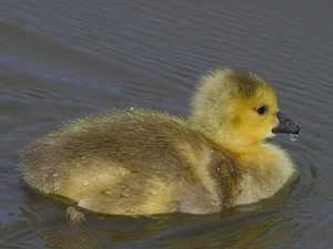 small, goose