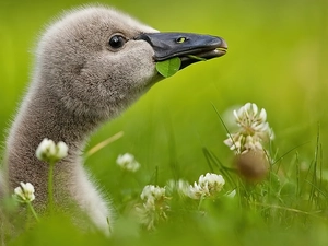 small, goose