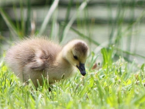 small, goose