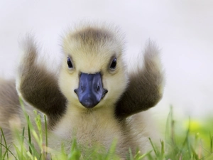 small, goose