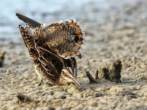 Bird, Snipe, Sand, snipe