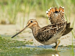 Snipe, Bird, snipe