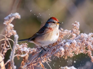 Bird, redpoll, A snow-covered, plant, winter