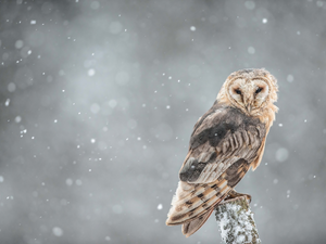 snow, owl, Barn