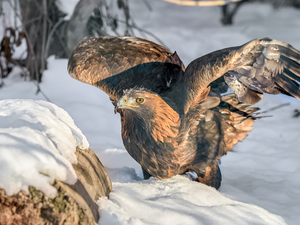 wings, snow, eagle, spread, Bird