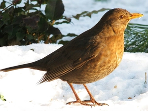 snow, Blackbird, female