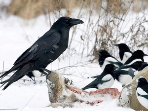 snow, Crow, magpies