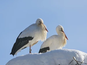 snow, Storks, nest