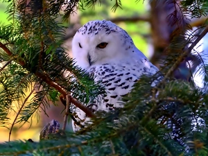 owl, Twigs, conifer, snow