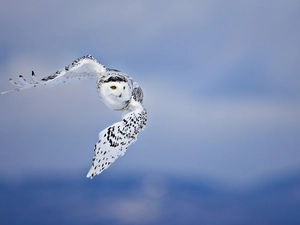 owl, flight, Sky, snow
