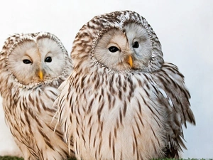 snow, Two, Owls