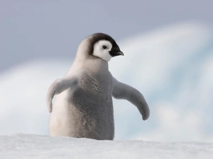 snow, small, penguin