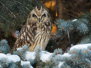 owl, branch pics, snow, Short-eared Owl