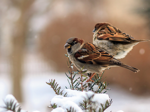 Twigs, snow, sparrows, birds, Sparrows