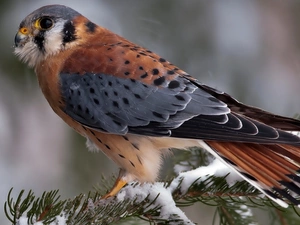 snow, kestrel, twig