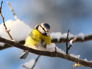 snow, tit, twig