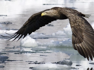 snow, eagle, water