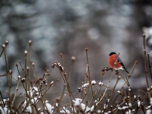 Gil, snow, winter, branch pics
